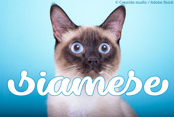 Dillon the Cat: A Web Designer’s Take on Stylish Script Typography